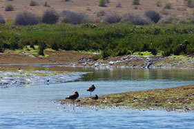 Bird life on the estuary