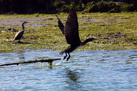 Bird life on the estuary