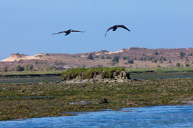 Bird life on the estuary
