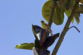 Bird life at the lodge