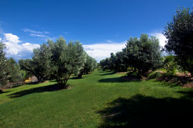 Our olive grove