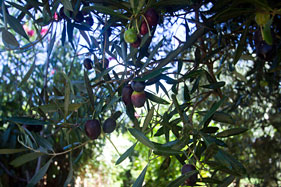 Olives from our own trees