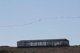 Flamingoes in flight